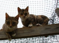 Tous les animaux de refuge sont des bâtards