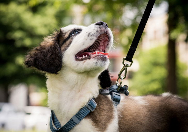 Un jeune chien regardant son maître qui le promène