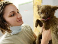 Installation d'un collier antipuces sur un chiot