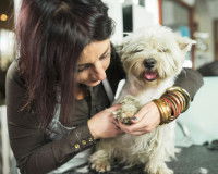 Un chien se faisant toiletter