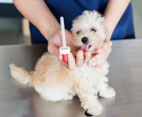 Vermifugation d'un jeune chien par le vétérinaire