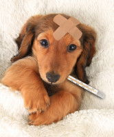 Jeune chien au repos dans un lit