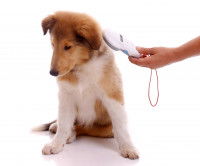 L'identification d'un chien par le vétérinaire