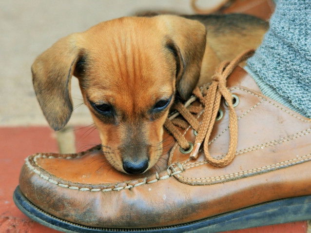 Un jeune chien mordant les chaussures de son maitre
