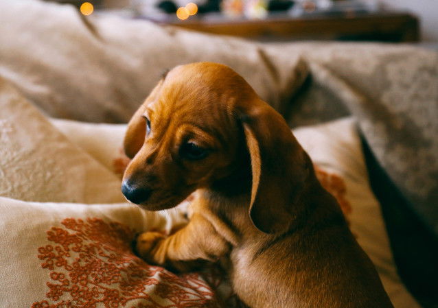 Un chiot Teckel couché sur un coussin