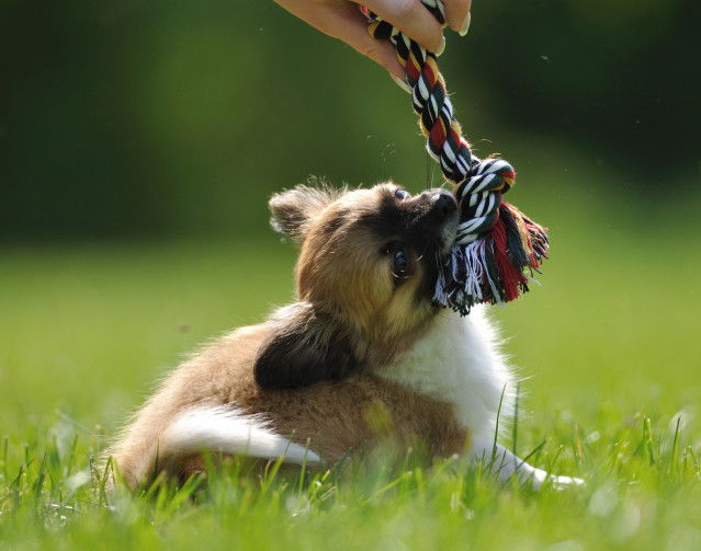 Un chiot jouant avec son maître sur une pelouse