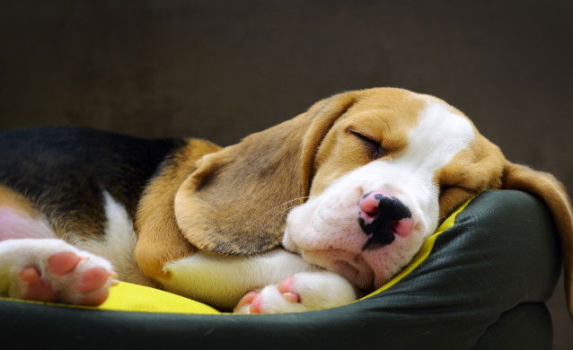 Jeune chien dormant paisiblement dans son panier
