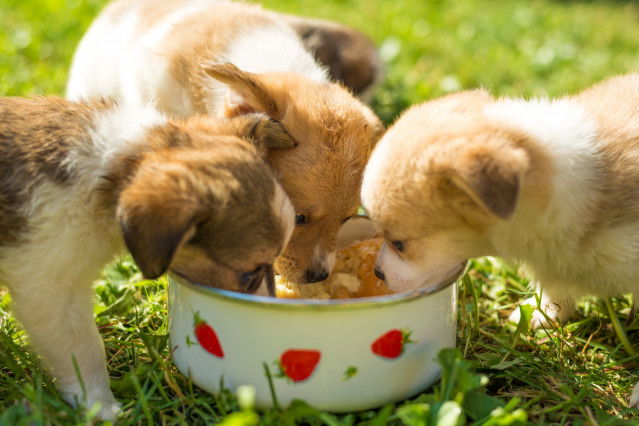 Trois chiots se nourrissant dans la même gamelle