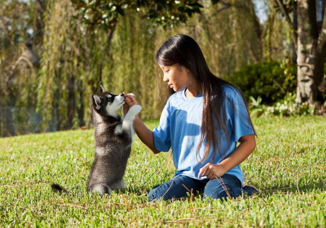 Chiot Husky Sibérien jouant avec sa propriétaire sur une pelouse