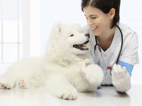 Un chien blanc assis sur une table avec la vétérinaire