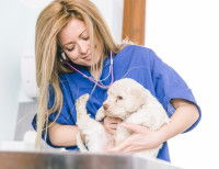 Jeune chien en visite chez le vétérinaire