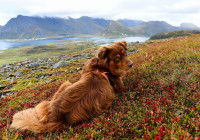 Un chien sur les îles Lofoten, en Norvège