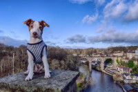 Un Jack Russell assis devant un pont en Grande-Bretagne