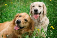 Un couple de Golden Retrievers dans l'herbe
