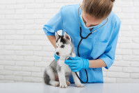 Une femme vétérinaire ausculte un chiot Husky