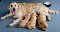 Une chienne Golden Retriever allaite ses petits