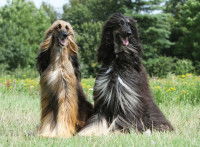 Deux beaux chiens lévriers assis dans un champ