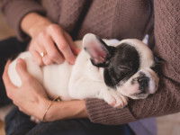Une femme tient un jeune chiot endormi dans ses bras