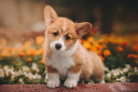 Un chiot Welsh Corgi Cardigan roux et blanc mignon dans une forêt