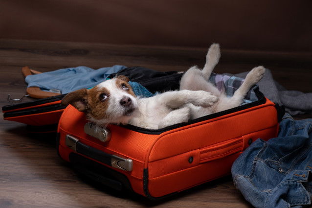 Un chien peu encombrant