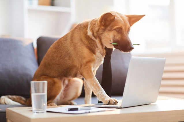 Un chien intelligent