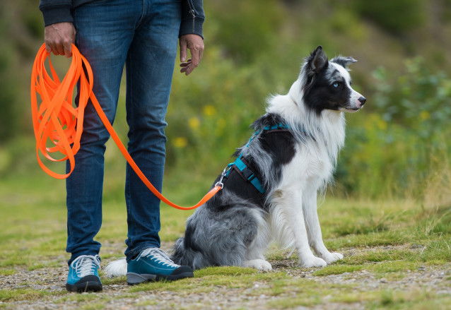 Un chien équilibré