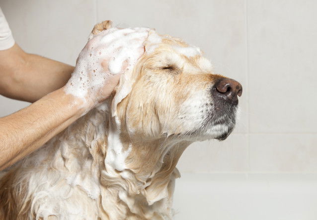 Un chien propre