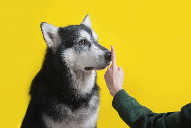 Un chien silencieux