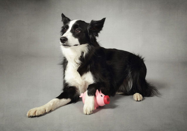 Un chien économique