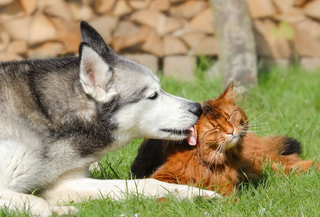 Un chien pacifique