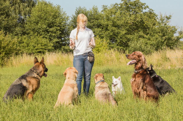 Un chien obéissant