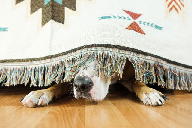Un chien discret