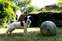 Habituer le chiot aux moments de séparation