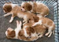 À quelle saison adopter un chiot ?