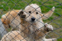 Où sont situées les usines à chiots dans le monde ?