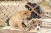 À quoi ressemble la vie d’un chien dans une usine à chiots ?
