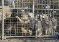 © Assistance aux Animaux