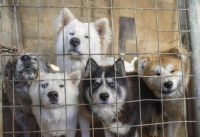 © Assistance aux Animaux