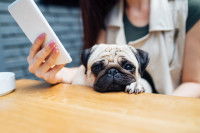 Qui contacter si on soupçonne une usine à chiots ?