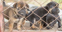 Pourquoi il ne faut pas acheter un chiot issu d’un élevage intensif ?