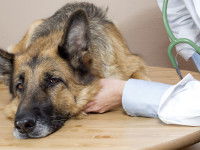 Les maladies considérées comme vices rédhibitoires chez le chien