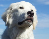 Les recours en cas de non confirmation du chien