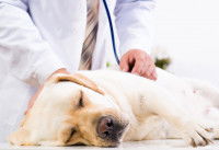 Qu'est-ce qu'un vice rédhibitoire chez un chien ?