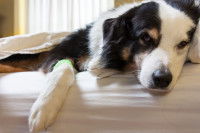 La parvovirose canine
