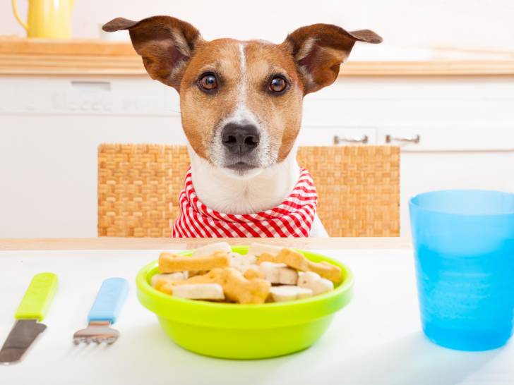 Nombre de repas et quantité de nourriture à donner à un chiot