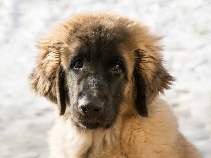 Comment Nourrir Un Grand Chiot Ou Un Chiot De Race Géante