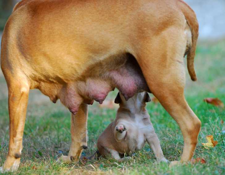 Comment Bien Alimenter Son Chiot