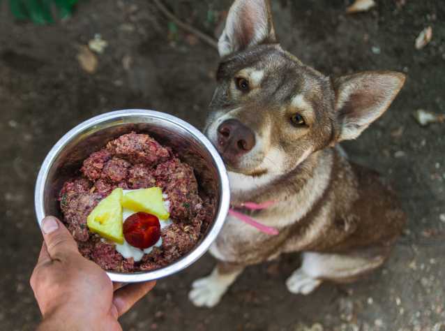 Repas Pour Chien Fait Maison | Ventana Blog