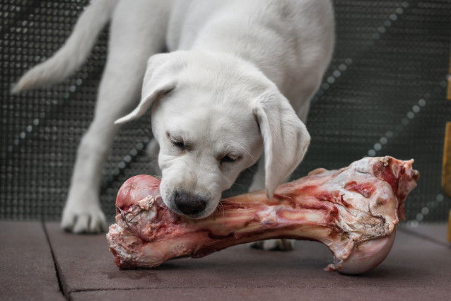 Un chiot Labrador ronge un gros os