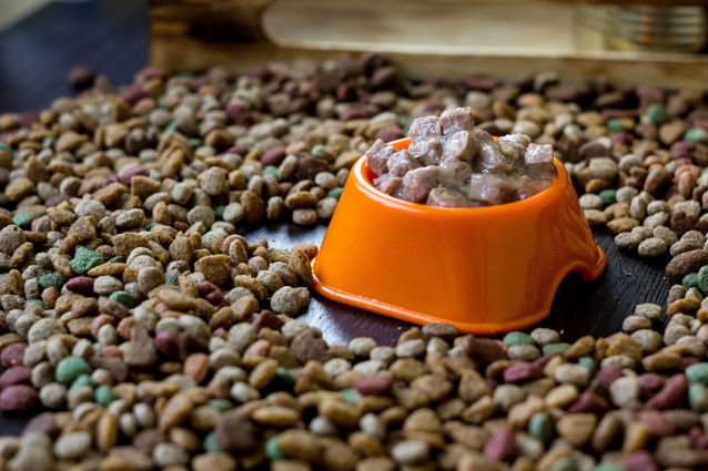 Des croquettes dispersées avec une gamelle pleine de pâtée